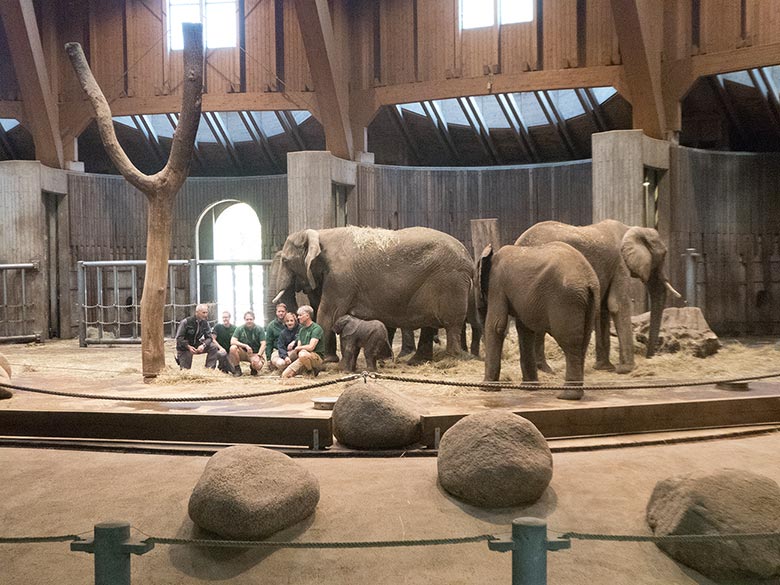Zoodirektor Dr. Lawrenz und das Tierpflegerteam der Afrikanischen Elefanten gruppierten sich mit der Elefanten-Herde und dem 24 Stunden vorher geborenen männlichen Elefanten-Kalb GUS am 21. April 2019 im Elefanten-Haus im Wuppertaler Zoo zu einem Erinnerungsbild