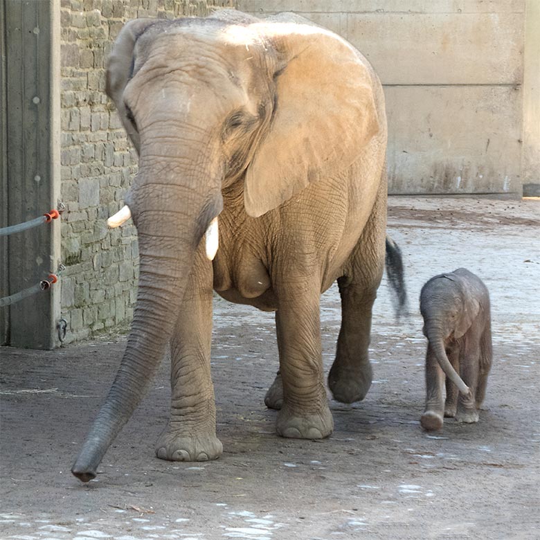 Elefanten-Kuh SABIE mit Elefanten-Kalb GUS am 22. April 2019 auf der Außenanlage am Elefanten-Haus im Zoologischen Garten Wuppertal