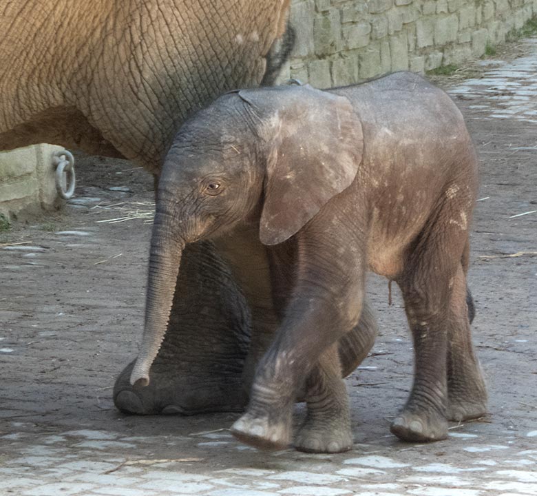 Elefanten-Kalb GUS am 22. April 2019 auf der Außenanlage am Elefanten-Haus im Wuppertaler Zoo