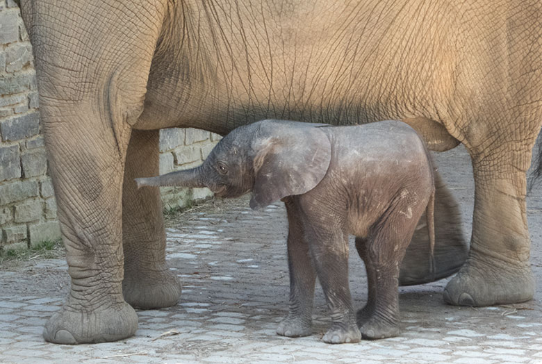 Elefanten-Kalb GUS am 22. April 2019 auf der Außenanlage am Elefanten-Haus im Zoo Wuppertal