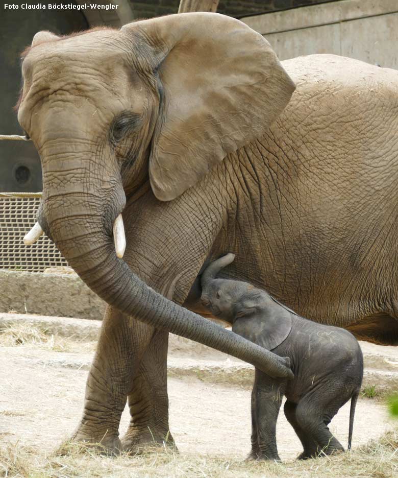 Elefanten-Jungtier GUS mit Mutter SABIE am 23. April 2019 auf der Außenanlage am Elefanten-Haus im Zoologischen Garten der Stadt Wuppertal (Foto Claudia Böckstiegel-Wengler)