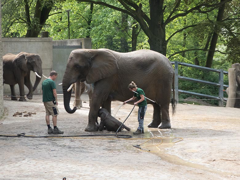 Dusche für Elefanten-Jungtier GUS am 23. April 2019 auf der Außenanlage am Elefanten-Haus im Grünen Zoo Wuppertal