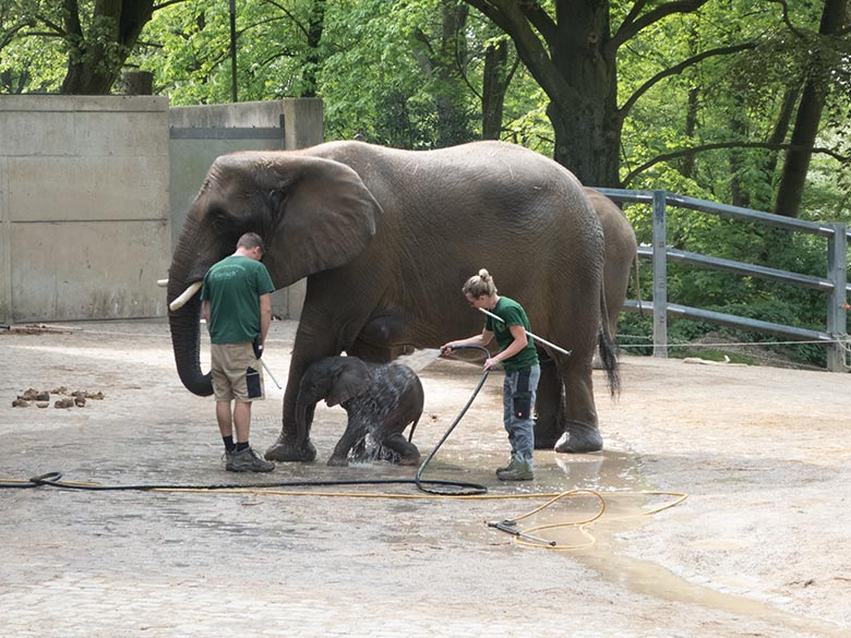 Dusche für Elefanten-Jungtier GUS am 23. April 2019 auf der Außenanlage am Elefanten-Haus im Zoologischen Garten Wuppertal