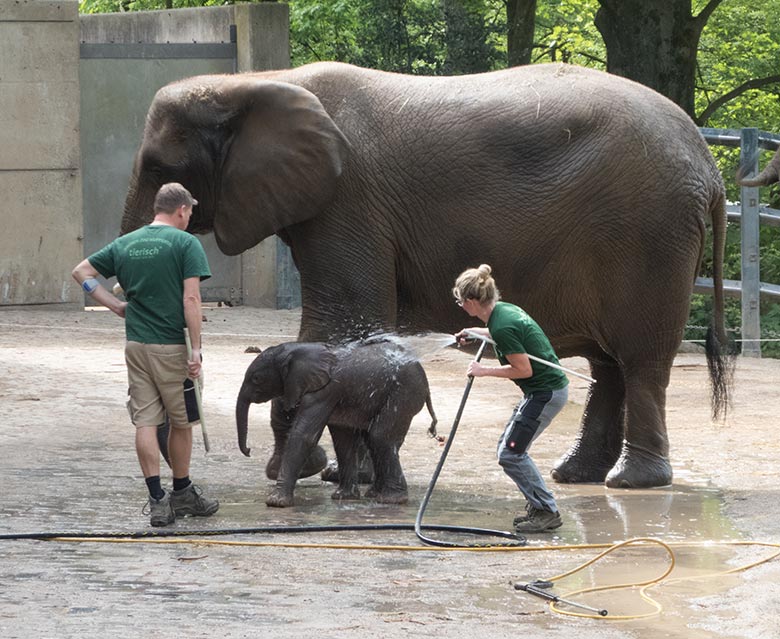 Dusche für Elefanten-Jungtier GUS am 23. April 2019 auf der Außenanlage am Elefanten-Haus im Grünen Zoo Wuppertal