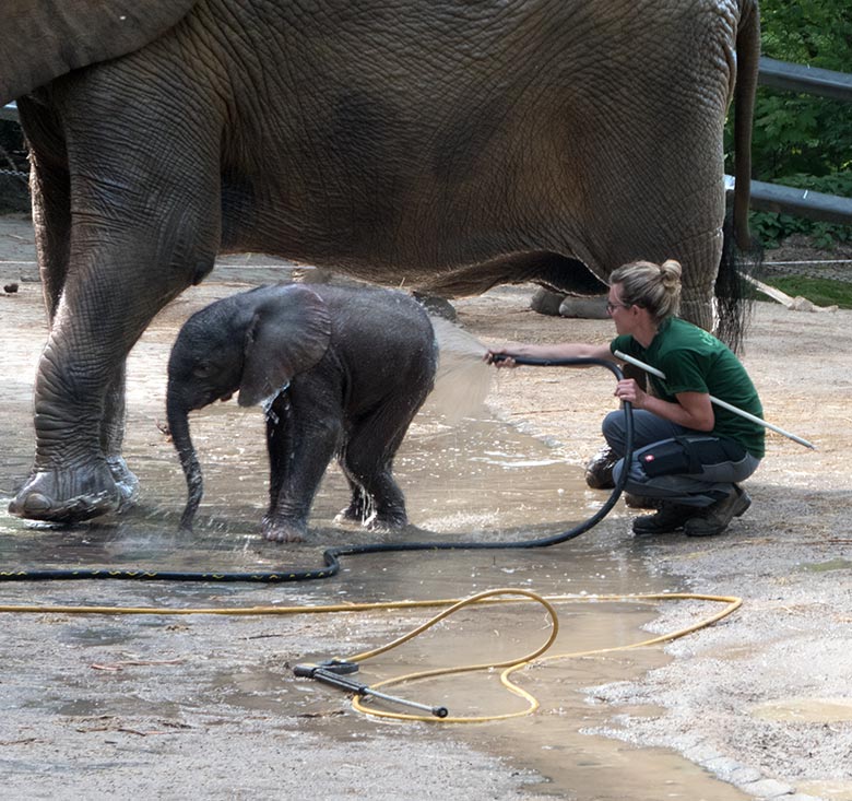 Dusche für Elefanten-Jungtier GUS am 23. April 2019 auf der Außenanlage am Elefanten-Haus im Wuppertaler Zoo