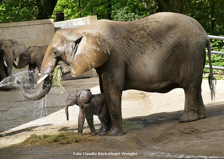 Dusche für Elefanten-Kuh SABIE und Jungtier GUS am 24. April 2019 auf der Außenanlage am Elefanten-Haus im Grünen Zoo Wuppertal (Foto Claudia Böckstiegel-Wengler)