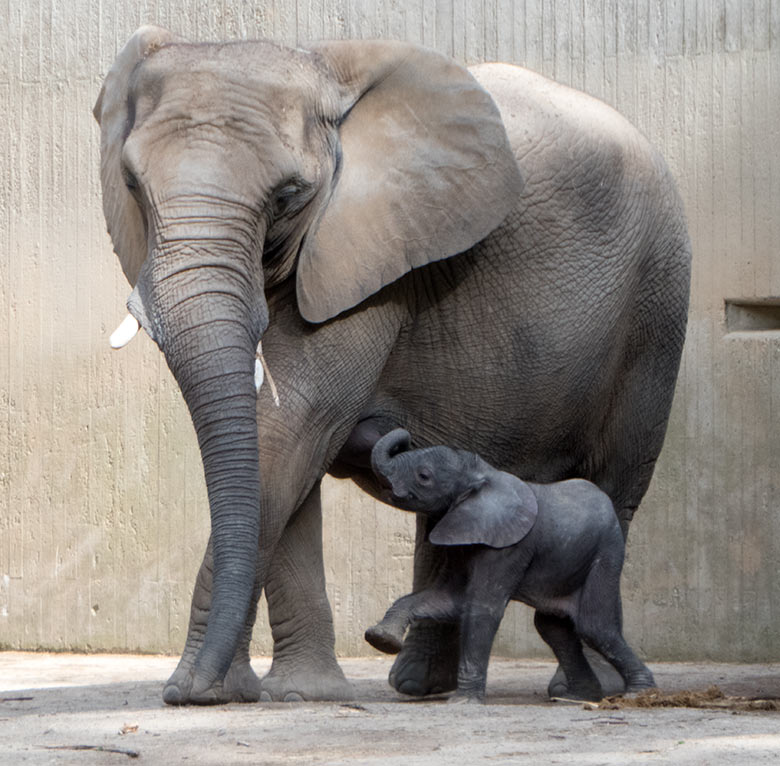 Elefanten-Jungtier GUS mit Mutter SABIE am 24. April 2019 auf der Bullenanlage am Elefanten-Haus im Zoologischen Garten Wuppertal