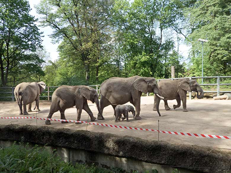 Elefanten-Jungtier GUS mit der Elefanten-Herde am 24. April 2019 auf der Bullenanlage am Elefanten-Haus im Grünen Zoo Wuppertal
