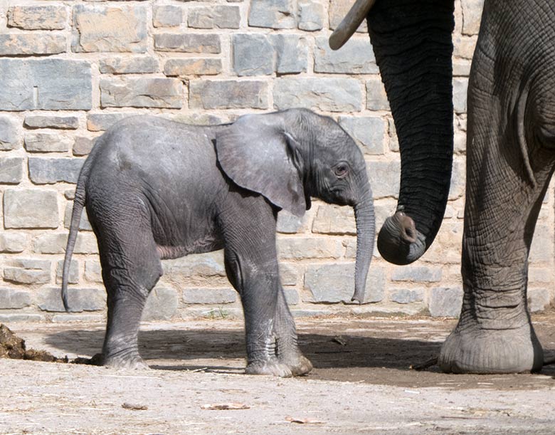 Elefanten-Jungtier GUS am 24. April 2019 auf der Bullenanlage am Elefanten-Haus im Zoo Wuppertal