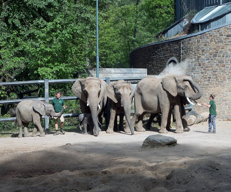 Elefanten-Herde am 24. April 2019 auf der Bullenanlage am Elefanten-Haus im Zoologischen Garten der Stadt Wuppertal