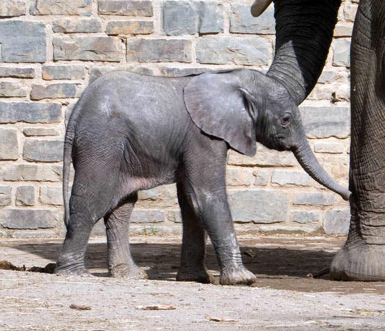 Elefanten-Jungtier GUS am 24. April 2019 auf der Bullenanlage am Elefanten-Haus im Wuppertaler Zoo