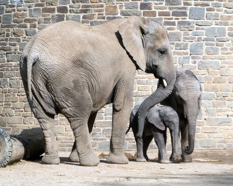 Elefanten-Mutter SABIE mit Jungtier GUS und Tochter TUFFI am 24. April 2019 auf der Bullenanlage am Elefanten-Haus im Grünen Zoo Wuppertal