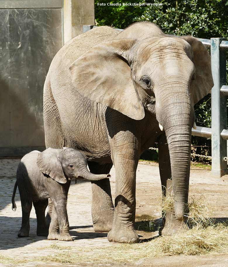 Elefanten-Jungtier GUS mit Schwester TIKA am 29. April 2019 auf der Außenanlage am Elefanten-Haus im Wuppertaler Zoo (Foto Claudia Böckstiegel-Wengler)