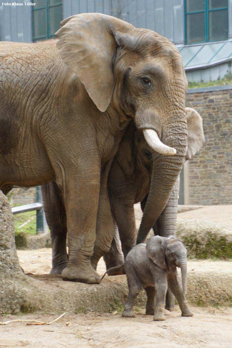Elefanten-Jungtier GUS mit Elefanten-Vater TUSKER am 6. Mai 2019 auf der Außenanlage im Grünen Zoo Wuppertal (Foto Klaus Tüller)