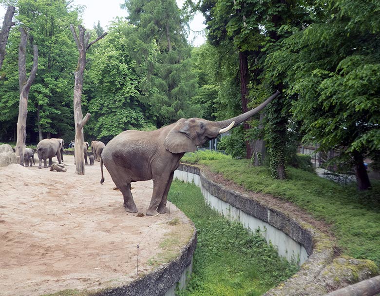 Afrikanischer Elefanten-Bulle TUSKER am 18. Mai 2019 auf der großen Außenanlage im Grünen Zoo Wuppertal