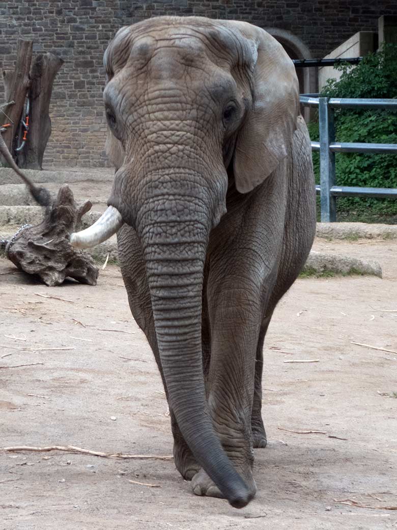 Afrikanischer Elefanten-Bulle TUSKER am 18. Mai 2019 auf der großen Außenanlage im Grünen Zoo Wuppertal