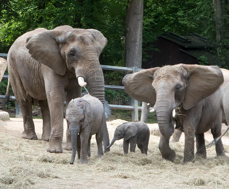 Afrikanischer Elefanten-Bulle TUSKER mit den Jungtieren TUFFI und GUS sowie der Elefanten-Kuh SABIE am 18. Mai 2019 auf der großen Außenanlage im Grünen Zoo Wuppertal