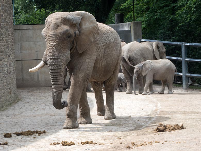 Afrikanischer Elefanten-Bulle TUSKER am 25. Mai 2019 auf der großen Außenanlage am Elefanten-Haus im Grünen Zoo Wuppertal