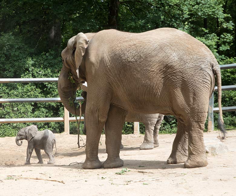 Afrikanisches Elefanten-Baby GUS mit Elefanten-Vater TUSKER am 26. Mai 2019 auf der Bullen-Außenanlage am Elefanten-Haus im Grünen Zoo Wuppertal