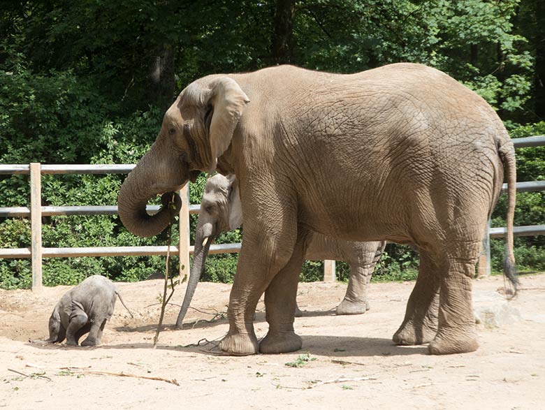 Afrikanisches Elefanten-Baby GUS mit Elefanten-Vater TUSKER am 26. Mai 2019 auf der Bullen-Außenanlage am Elefanten-Haus im Zoologischen Garten Wuppertal