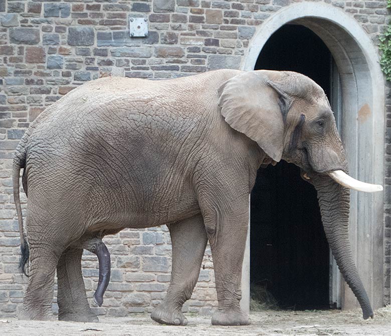 Afrikanischer Elefanten-Bulle TUSKER am 26. Mai 2019 auf der Bullen-Außenanlage am Elefanten-Haus im Zoologischen Garten Wuppertal