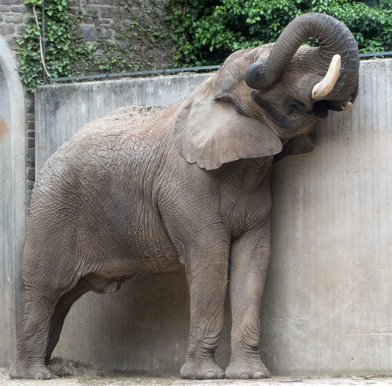 Afrikanischer Elefanten-Bulle TUSKER am 26. Mai 2019 auf der Bullen-Außenanlage am Elefanten-Haus im Grünen Zoo Wuppertal