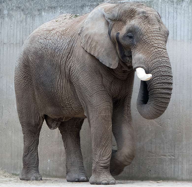 Afrikanischer Elefanten-Bulle TUSKER am 26. Mai 2019 auf der Bullen-Außenanlage am Elefanten-Haus im Zoo Wuppertal