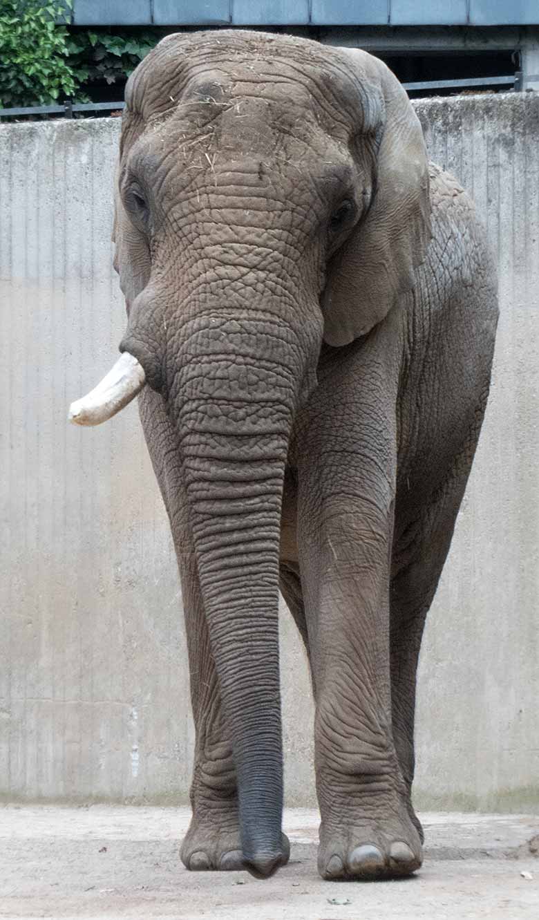 Afrikanischer Elefanten-Bulle TUSKER am 26. Mai 2019 auf der Bullen-Außenanlage am Elefanten-Haus im Wuppertaler Zoo