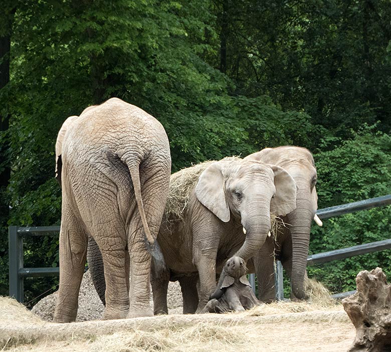 Afrikanisches Elefanten-Baby GUS mit Vater TUSKER, Schwester TIKA und Mutter SABIE am 26. Mai 2019 auf der großen Außenanlage am Elefanten-Haus im Grünen Zoo Wuppertal