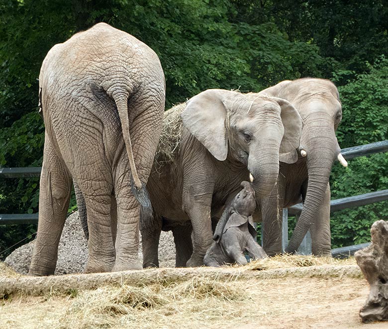 Afrikanisches Elefanten-Baby GUS mit Vater TUSKER, Schwester TIKA und Mutter SABIE am 26. Mai 2019 auf der großen Außenanlage am Elefanten-Haus im Zoologischen Garten Wuppertal