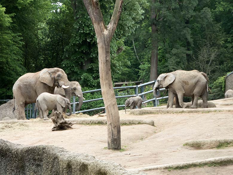 Afrikanische Elefanten am 26. Mai 2019 auf der großen Außenanlage am Elefanten-Haus im Wuppertaler Zoo