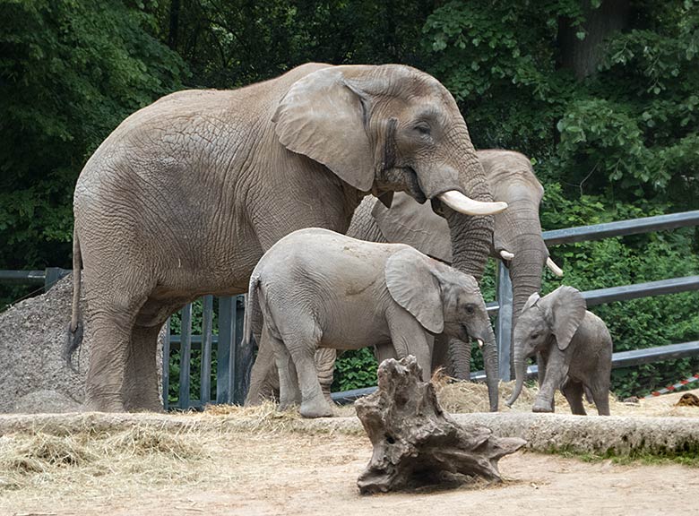 Afrikanisches Elefanten-Baby GUS mit Vater TUSKER, Schwester TUFFI und Mutter SABIE am 26. Mai 2019 auf der großen Außenanlage am Elefanten-Haus im Zoo Wuppertal
