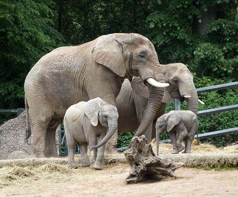 Afrikanisches Elefanten-Baby GUS mit Vater TUSKER, Schwester TUFFI und Mutter SABIE am 26. Mai 2019 auf der großen Außenanlage am Elefanten-Haus im Grünen Zoo Wuppertal