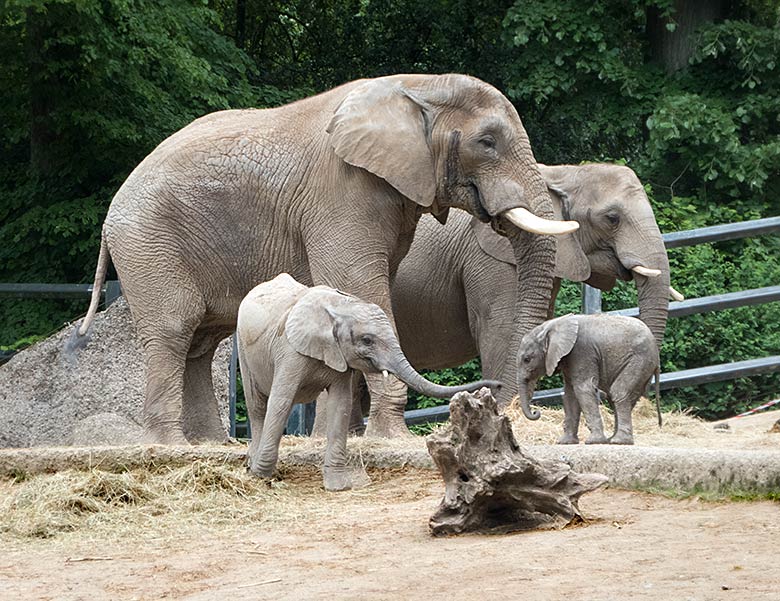 Afrikanisches Elefanten-Baby GUS mit Vater TUSKER, Schwester TUFFI und Mutter SABIE am 26. Mai 2019 auf der großen Außenanlage am Elefanten-Haus im Zoologischen Garten der Stadt Wuppertal