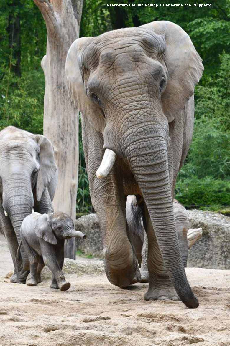 Afrikanisches Elefanten-Baby GUS mit Vater TUSKER am 6. Mai 2019 auf der großen Außenanlage am Elefanten-Haus im Zoologischen Garten Wuppertal (Pressefoto Claudia Philipp - Der Grüne Zoo Wuppertal)