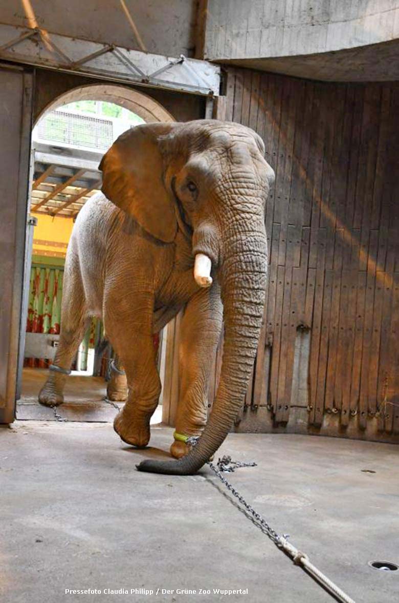 Der sedierte Afrikanische Elefanten-Bulle TUSKER wurde am 28. Mai 2019 im Zoo Wuppertal rückwärts in den Transport-Container gezogen, der am Ausgang des Elefanten-Hauses stand (Pressefoto Claudia Philipp - Der Grüne Zoo Wuppertal)