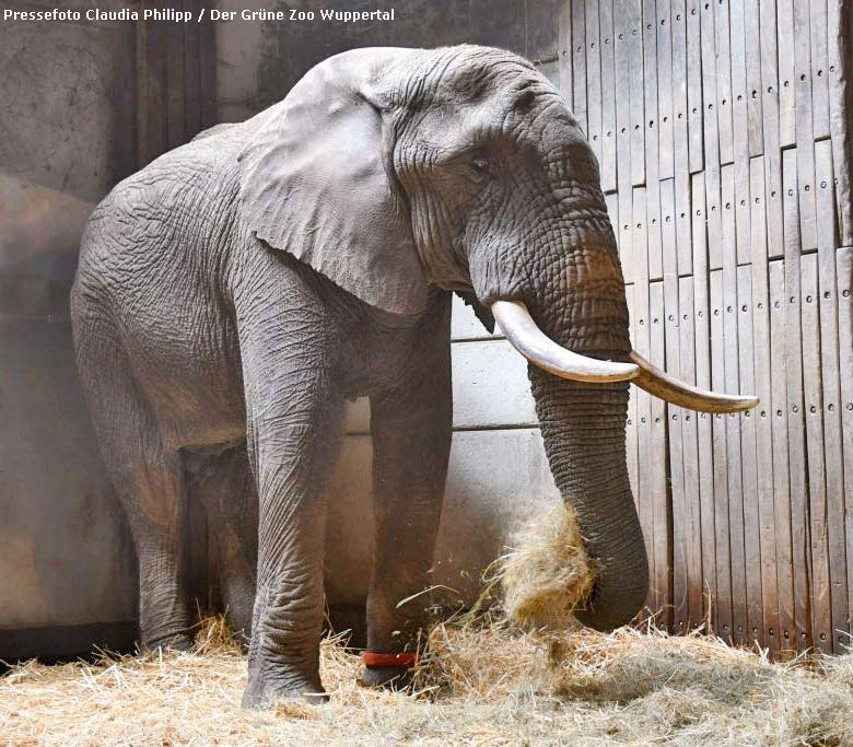 Der neue Afrikanische Elefanten-Bulle TOOTH am 28. Mai 2019 im Elefanten-Haus im Zoologischen Garten der Stadt Wuppertal (Pressefoto Claudia Philipp - Der Grüne Zoo Wuppertal)