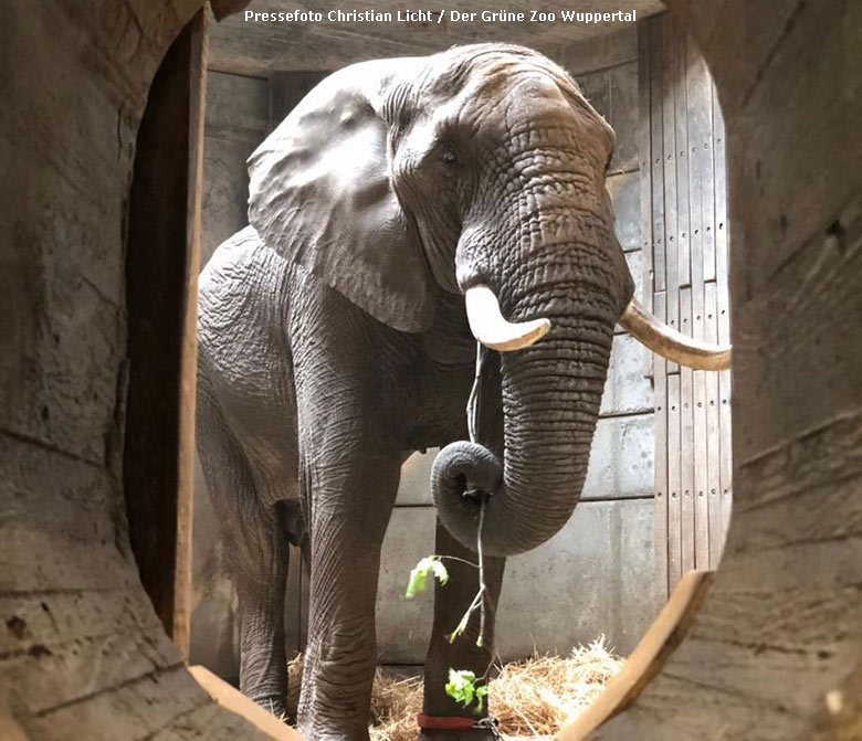 Afrikanischer Elefanten-Bulle TOOTH am 28. Mai 2019 im Elefanten-Haus im Grünen Zoo Wuppertal (Pressefoto Christian Licht - Der Grüne Zoo Wuppertal)