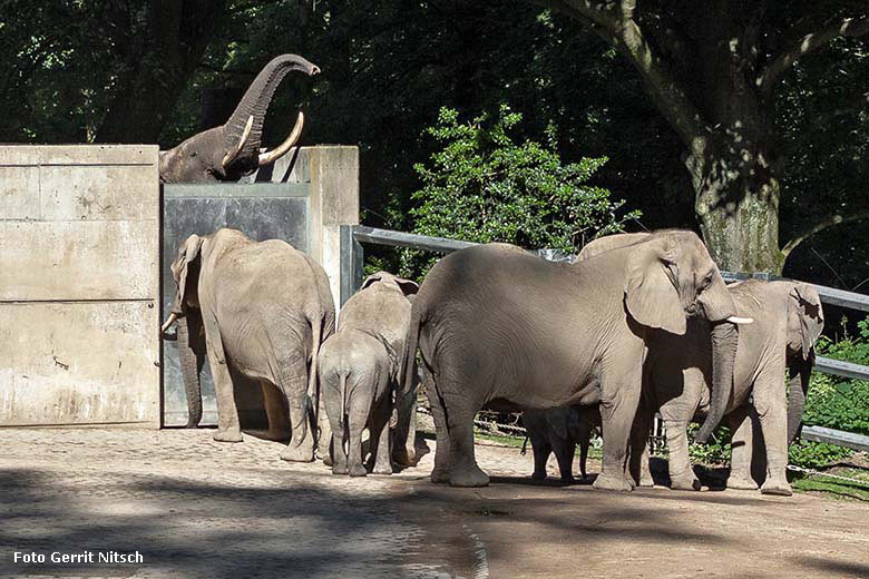 Afrikanischer Elefanten-Bulle TOOTH am 29. Mai 2019 auf der äußeren Schleusenanlage am Elefanten-Haus im Grünen Zoo Wuppertal beim ersten Betrachten der Wuppertaler Elefanten-Herde (Foto Gerrit Nitsch)