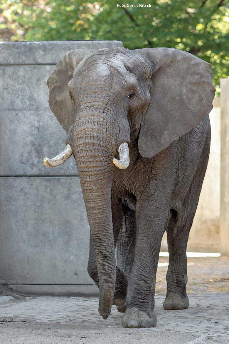Afrikanischer Elefanten-Bulle TOOTH am 29. Mai 2019 auf der Bullen-Anlage am Elefanten-Haus im Zoo Wuppertal (Foto Gerrit Nitsch)