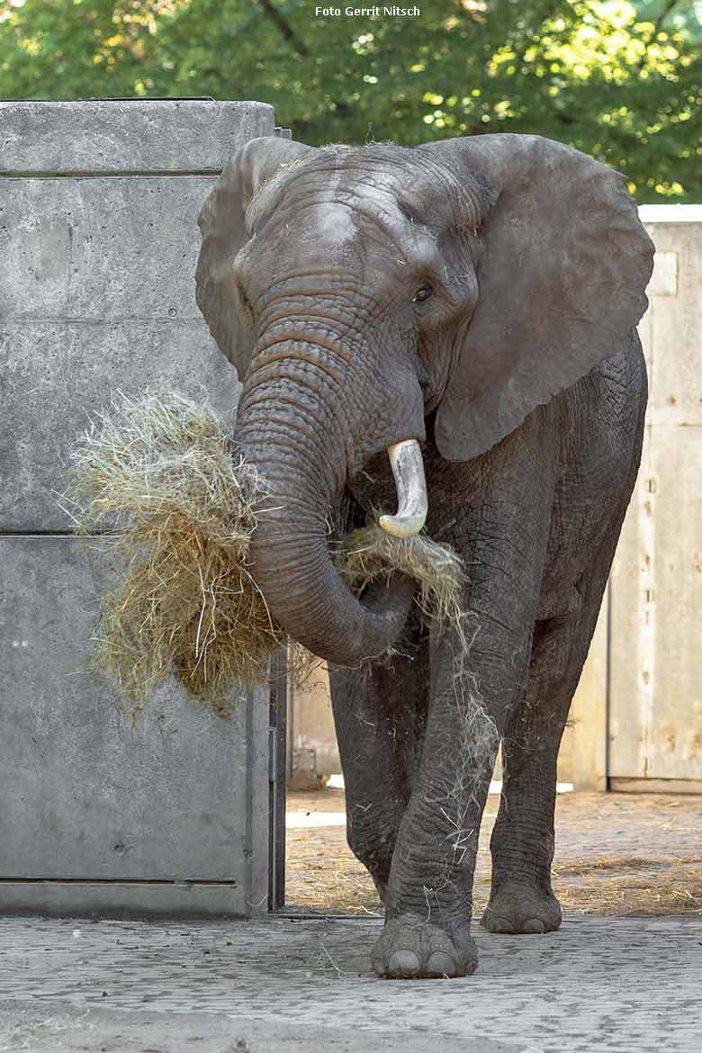 Afrikanischer Elefanten-Bulle TOOTH am 29. Mai 2019 auf der Bullen-Anlage am Elefanten-Haus im Wuppertaler Zoo (Foto Gerrit Nitsch)