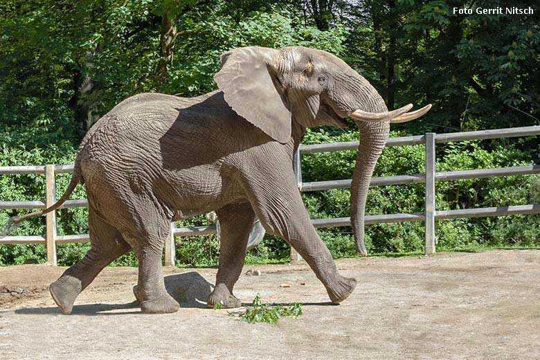 Afrikanischer Elefanten-Bulle TOOTH am 29. Mai 2019 auf der Bullen-Anlage am Elefanten-Haus im Zoologischen Garten der Stadt Wuppertal (Foto Gerrit Nitsch)
