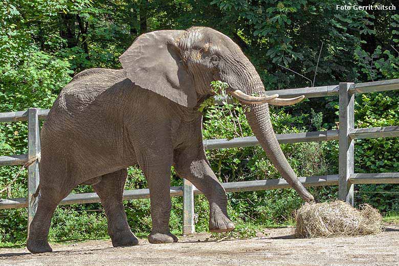 Afrikanischer Elefanten-Bulle TOOTH am 29. Mai 2019 auf der Bullen-Anlage am Elefanten-Haus im Grünen Zoo Wuppertal (Foto Gerrit Nitsch)