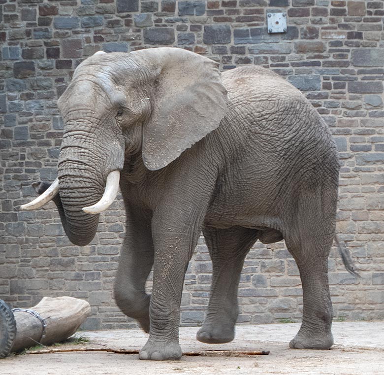Afrikanischer Elefanten-Bulle TOOTH am 30. Mai 2019 auf der Bullen-Anlage am Elefanten-Haus im Zoologischen Garten Wuppertal