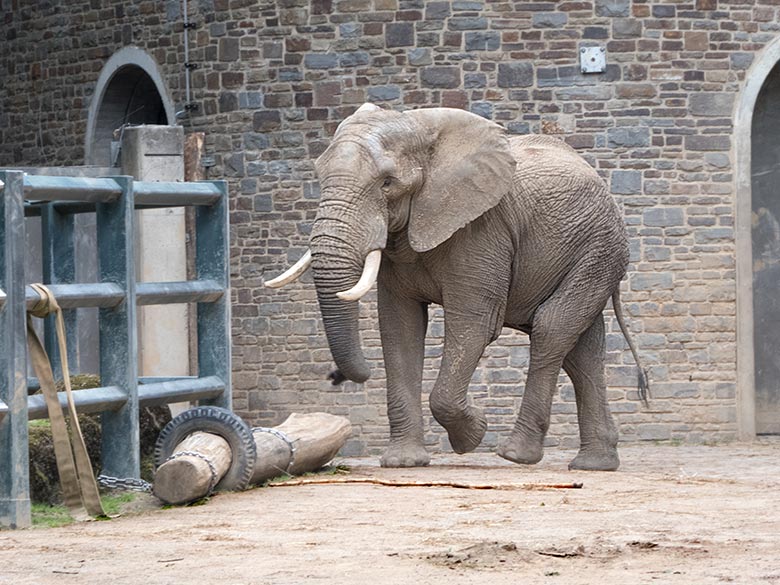 Afrikanischer Elefanten-Bulle TOOTH am 30. Mai 2019 auf der Bullen-Anlage am Elefanten-Haus im Grünen Zoo Wuppertal