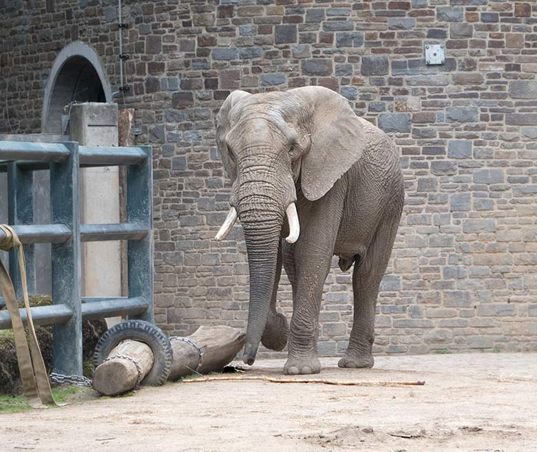 Afrikanischer Elefanten-Bulle TOOTH am 30. Mai 2019 auf der Bullen-Anlage am Elefanten-Haus im Zoo Wuppertal