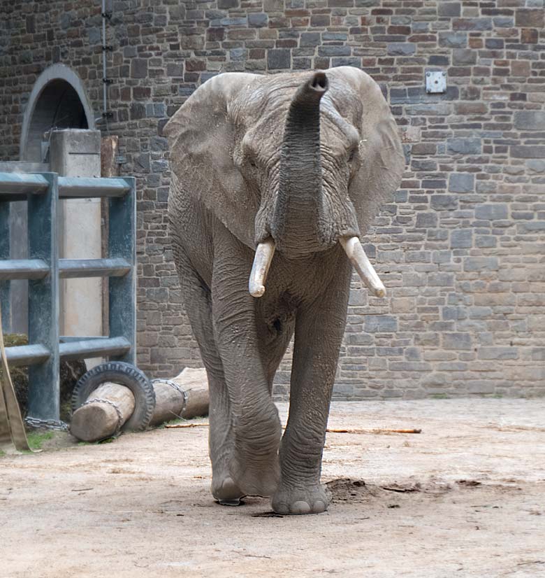 Afrikanischer Elefanten-Bulle TOOTH am 30. Mai 2019 auf der Bullen-Anlage am Elefanten-Haus im Wuppertaler Zoo