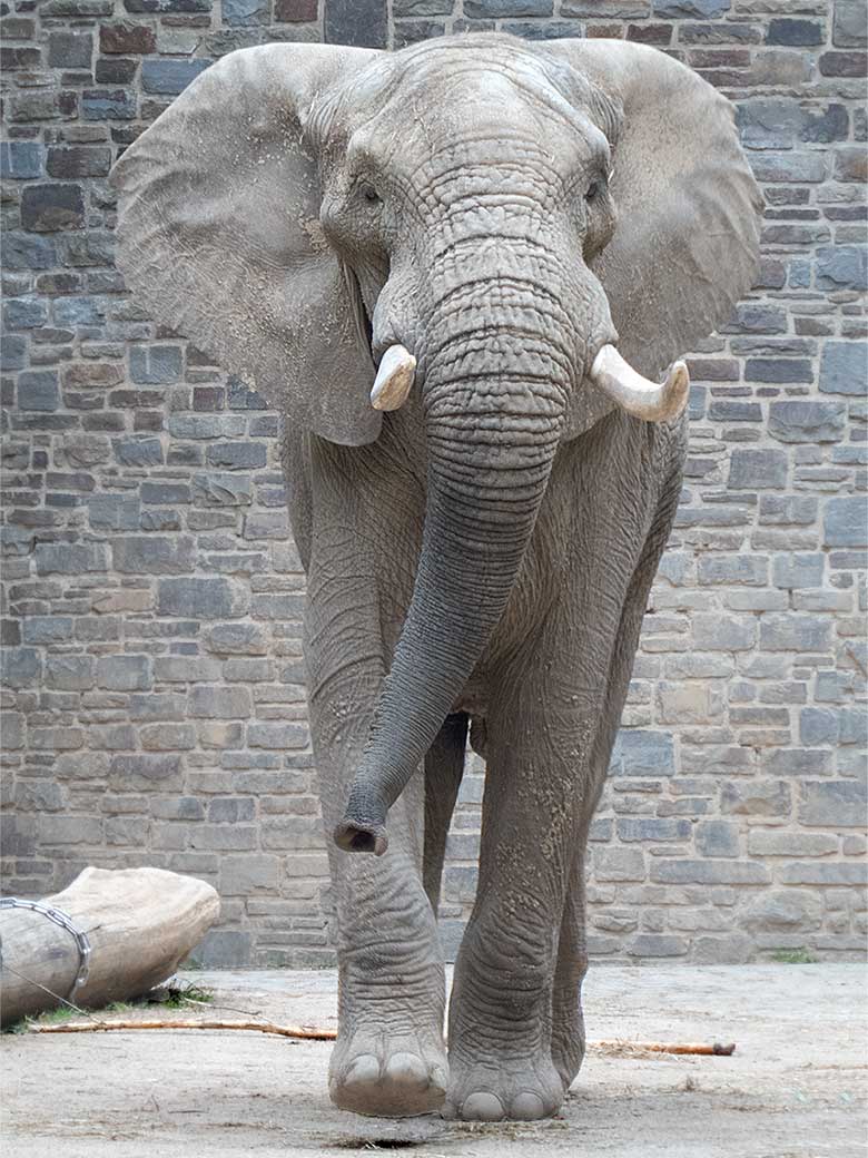 Afrikanischer Elefanten-Bulle TOOTH am 30. Mai 2019 auf der Bullen-Anlage am Elefanten-Haus im Zoologischen Garten der Stadt Wuppertal
