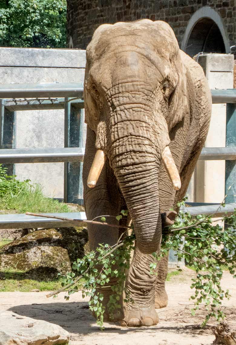 Afrikanischer Elefanten-Bulle TOOTH am 1. Juni 2019 auf der Bullen-Anlage am Elefanten-Haus im Grünen Zoo Wuppertal