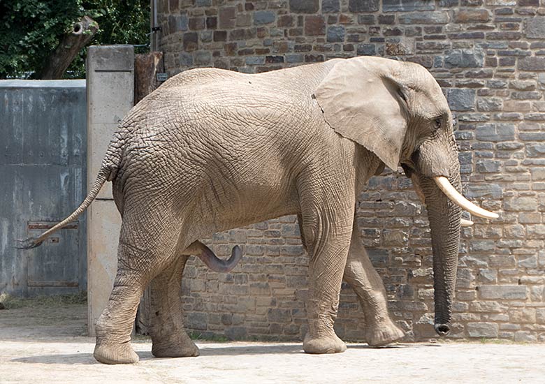 Afrikanischer Elefanten-Bulle TOOTH am 10. Juni 2019 im Zoo Wuppertal